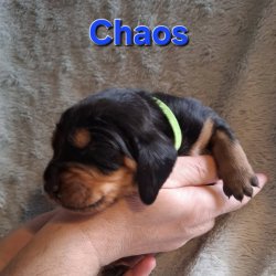 CH Chaos 10 den